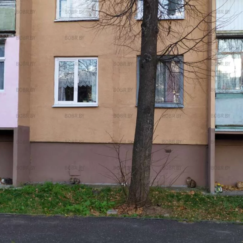 Сколько котиков?