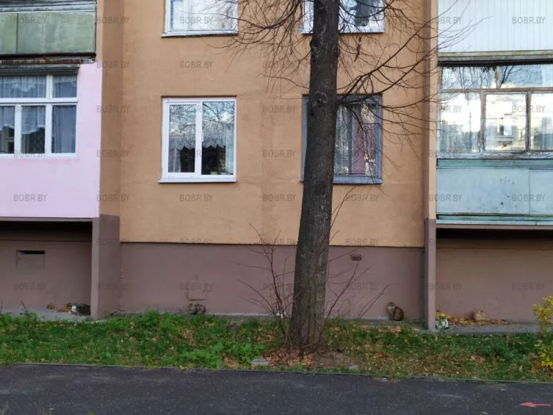 Сколько котиков?