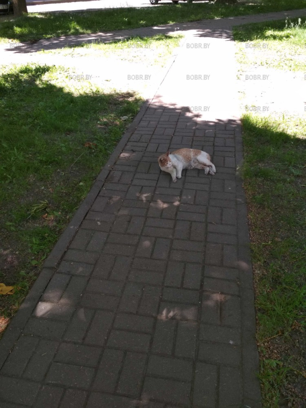 Котейка