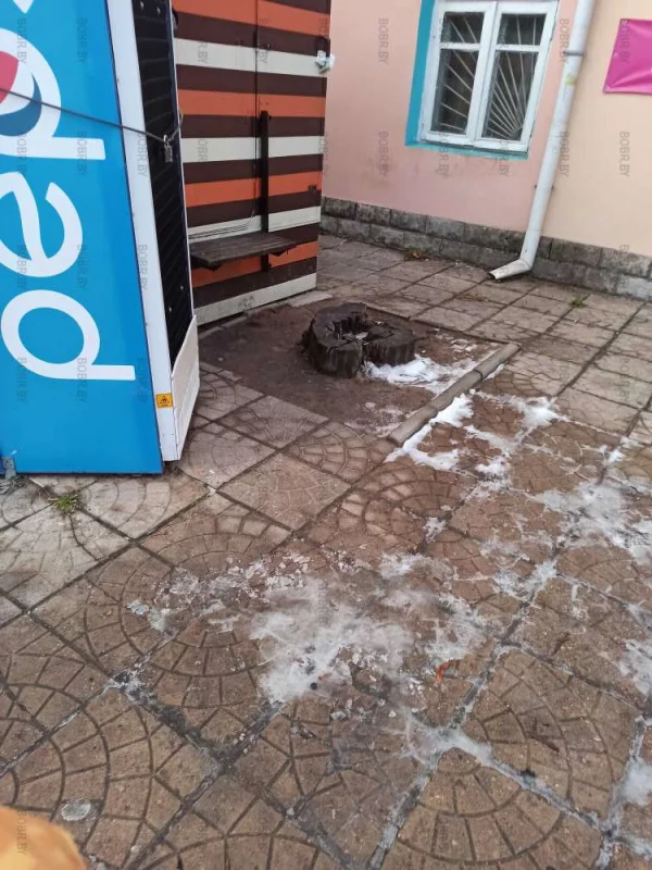 Где дерево?