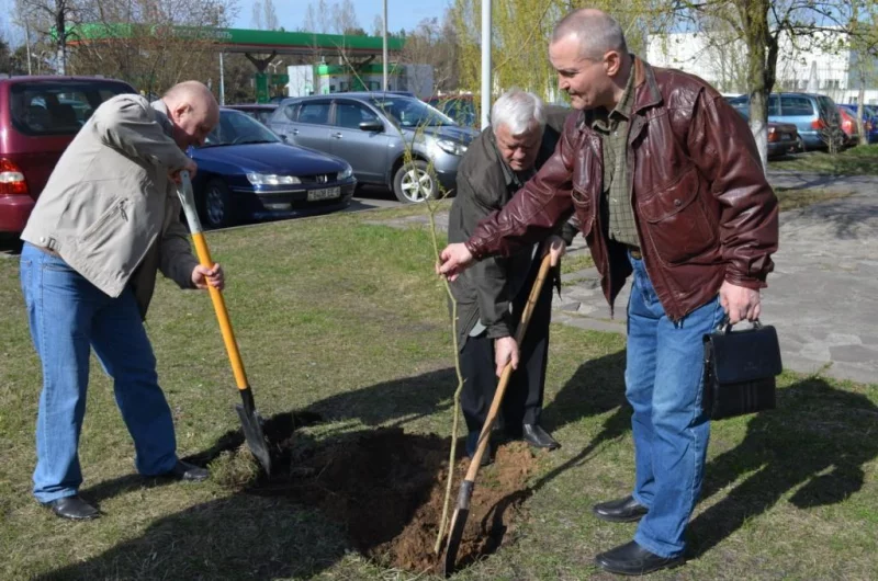 Три дуба на Аллее Памяти