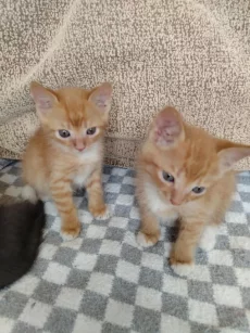 Котята ищут дом