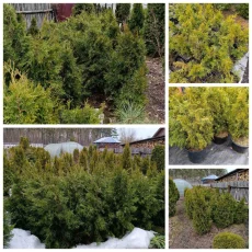 Декоративных растений