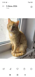 Кошечка На ыжуля, стерилизована