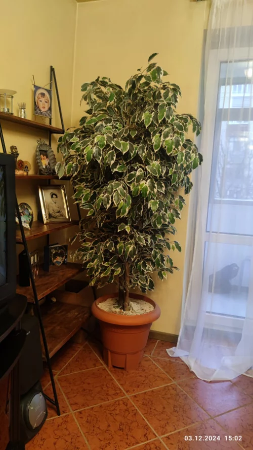 Декоративное дерево