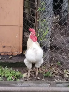 Петух адлерское серебро