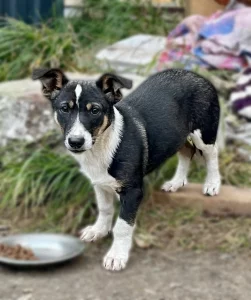 Щенок ищет дом