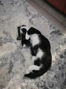 Ищем дом для котенка