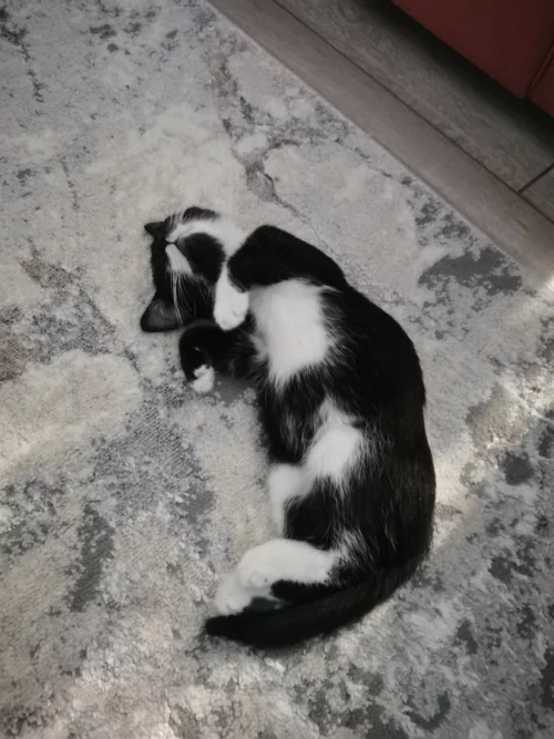 Ищем дом для котенка