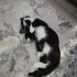 Ищем дом для котенка