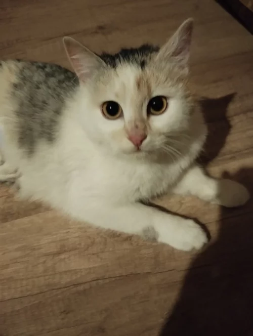 Кошечка в добрые руки