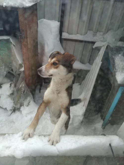 Пропала собака!