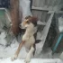 Пропала собака!
