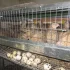 Перепелов разных пород и возрастов. Яйцо инкубационное