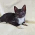 Котёнок девочка