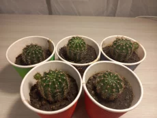 Деток цветущего кактуса