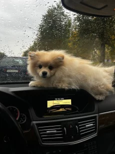 Шпиц