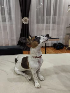 Щенок даром