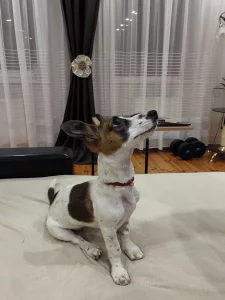 Щенок даром