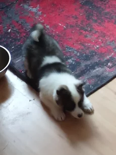 Отдам щенка