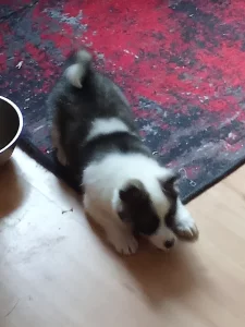 Отдам щенка