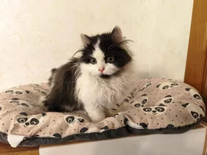 Прелестная мурчалка в добрые руки