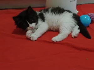 Красивые Котята