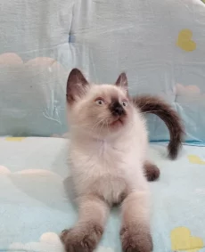 Уникальный котёнок ищет своего человека