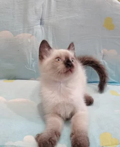 Уникальный котёнок ищет своего человека