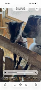 Козочки ламанча