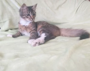 Котенок ищет дом