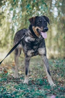 Тео ищет дом