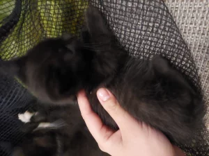 Отдаём Бесплатно котят