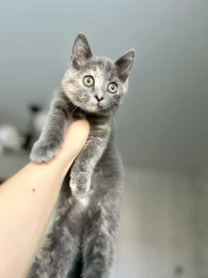 Прелестный котенок ищет дом