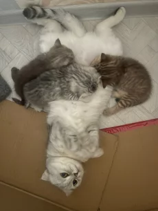 Шотландские котята