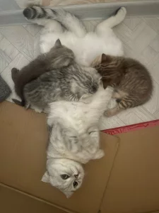 Шотландские котята