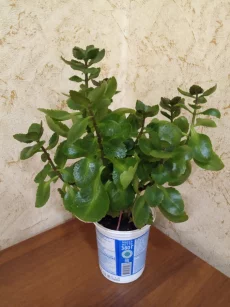 Каланхоэ декоративный