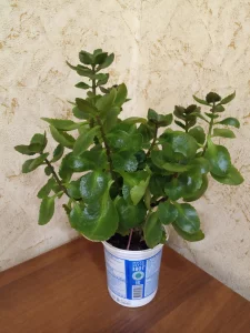 Каланхоэ декоративный