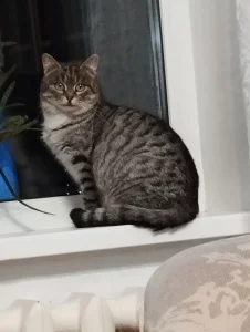 Кошечка ищет заботливую семью