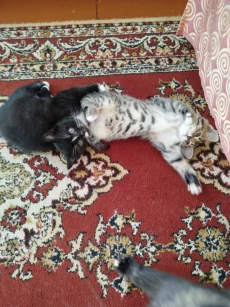 Пушистые хвостики для любящих хозяев