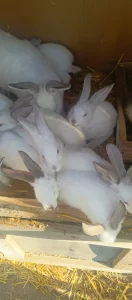 Крольчат