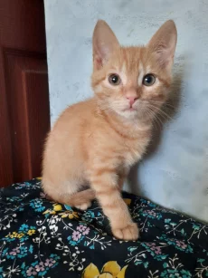 Котята ищут дом