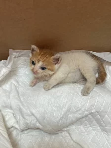 Отдам в добрые руки котенка
