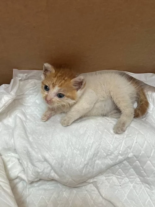 Отдам в добрые руки котенка