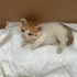 Отдам в добрые руки котенка