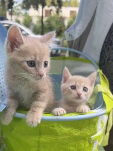 Красивые Котята