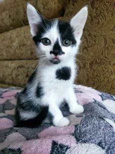 Отдам в хорошие руки