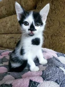 Отдам в хорошие руки