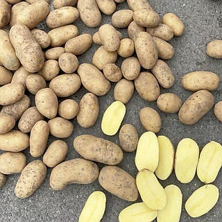 Бульба