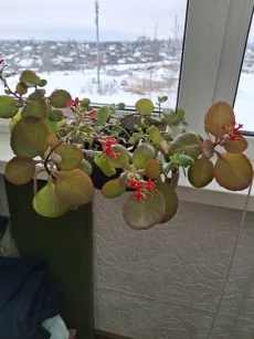 Отдам бесплатно комнатные цветы